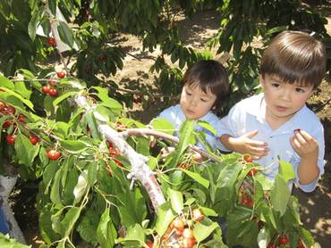 cherry picking field trip