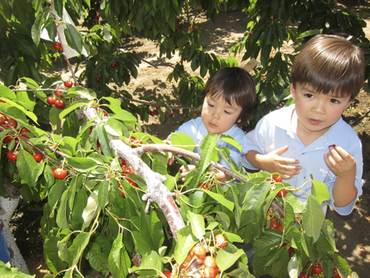 cherry picking field trip